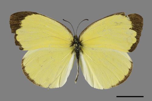 Eurema blanda arsakia[臺灣黃蝶][00101545]