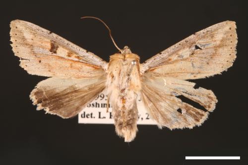 Mythimna albomarginata rubea[白緣秘夜蛾][00001550]