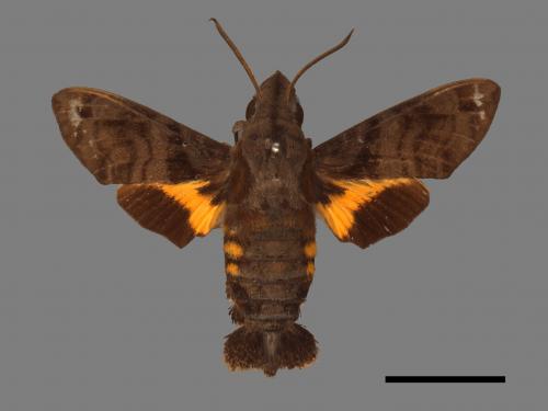 Macroglossum pyrrhosticta[黃斑長喙天蛾][00016525]