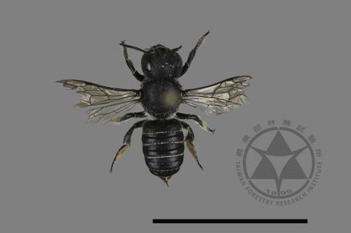 Megachile spissula[細切葉蜂][00198624]