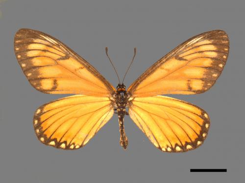 Acraea issoria formosana[細蝶][00015303]