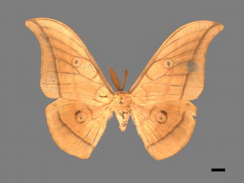 Antheraea yamamai superba[大透目天蠶蛾][00016153]