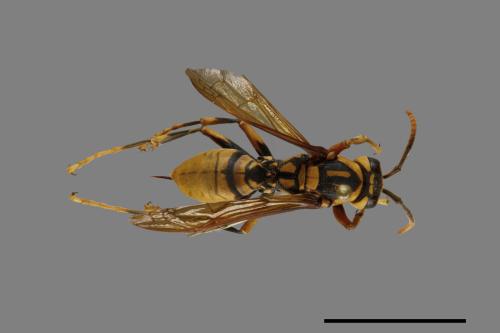 Polistes rothneyi[黃長腳蜂][00073610]