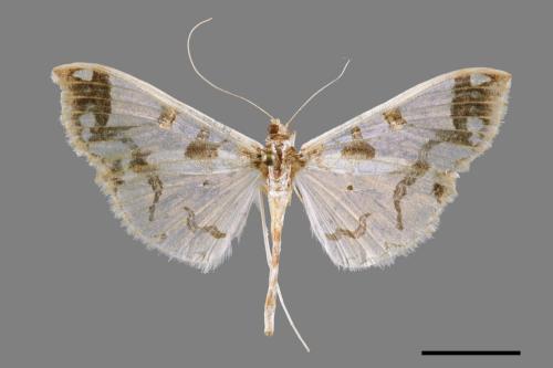 Polythlipta divaricata[00034730]