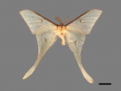 Actias neidhoederi[姬長尾水青蛾][00016396]