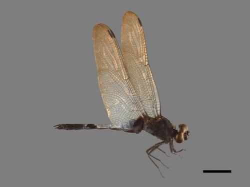 Orthetrum triangulare[鼎脈蜻蜓][00103563]