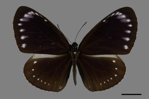 Euploea tulliolus koxinga[小紫斑蝶][00094014]