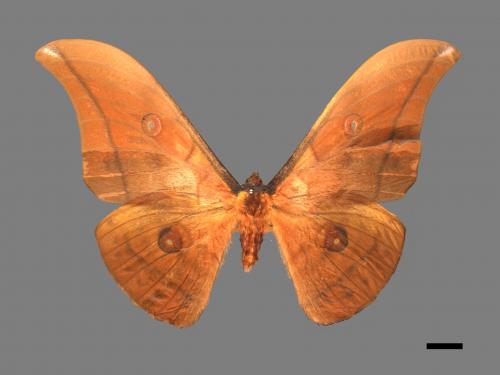 Antheraea yamamai superba[大透目天蠶蛾][00016165]