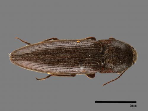 <已分類>Family：Elateridae[叩頭蟲科][00040432]