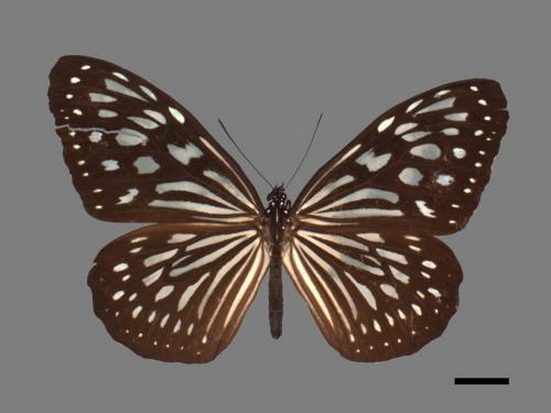 Ideopsis similis[琉球青斑蝶][00061526]