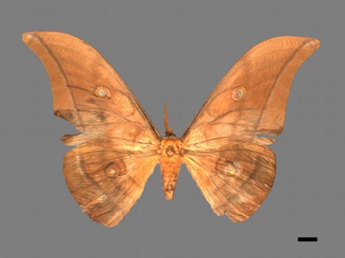 Antheraea yamamai superba[大透目天蠶蛾][00016160]