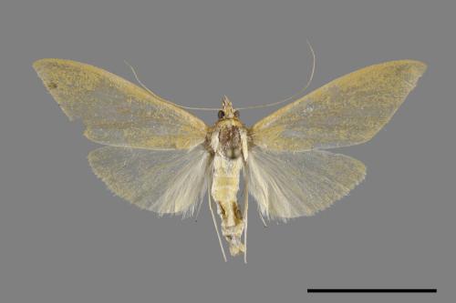 <已分類>Family：Crambidae[草螟科][00099705]