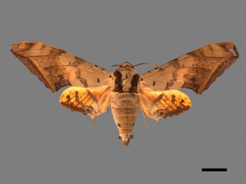 Ambulyx sericeipennis[臺灣鷹翅天蛾][00017425]