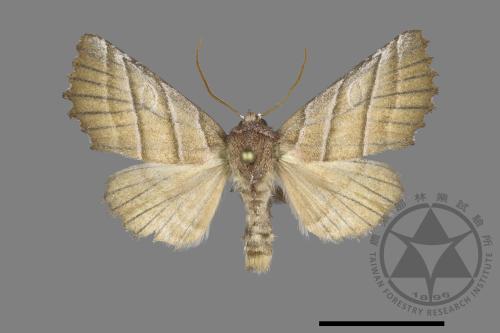 Pygopteryx fulva[00140940]