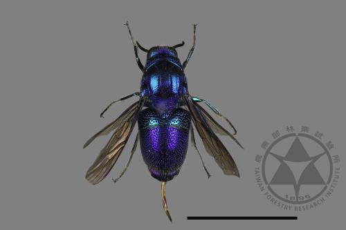 <已分類>Family：Chrysididae[青蜂科][00171937]