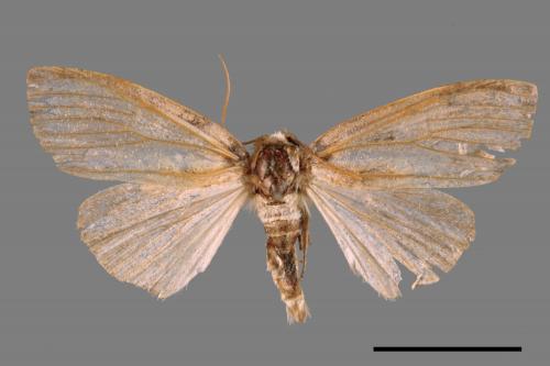 <已分類>Family：Geometridae[尺蠖蛾科][00044985]