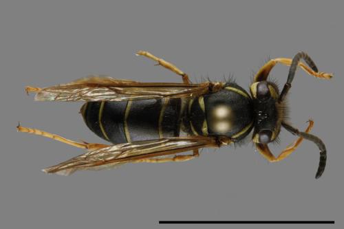 Vespula flaviceps[細黃胡蜂][00100093]