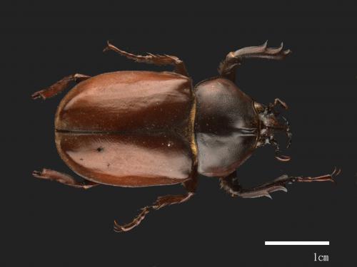 Allomyrina dichotomus[獨角仙][00087645]