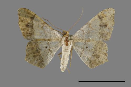 Macaria abydata[雙前斑尾尺蛾][00100528]