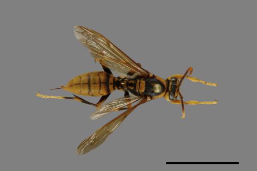 Polistes rothneyi[黃長腳蜂][00074344]