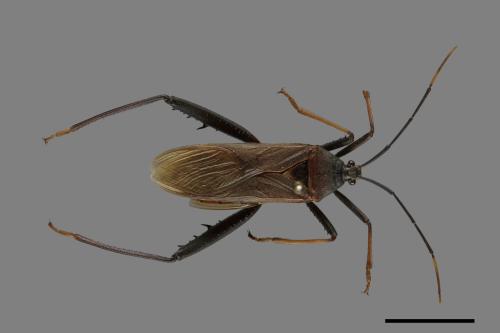 Notobitus meleagris[黑竹緣蝽][00075339]