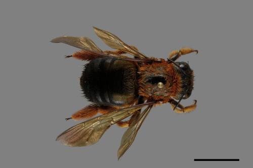 Xylocopa ruficeps[紅胸木蜂][00119299]