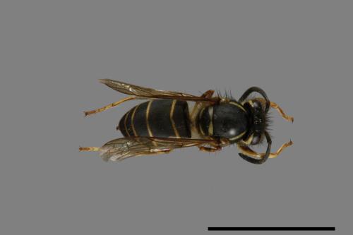 Vespula flaviceps[細黃胡蜂][00073316]