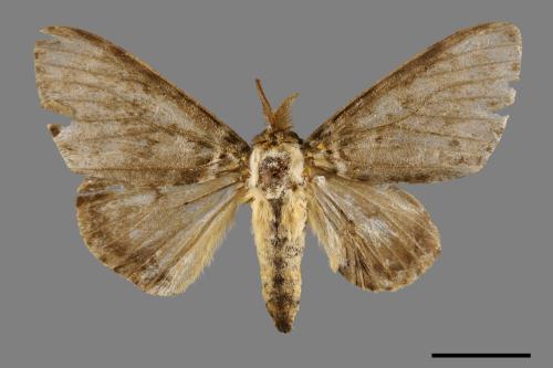 Lymantria mathura subpallida[波斑毒蛾][00044805]