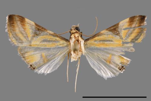 Talanga sexpunctalis[00034078]