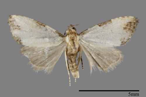 <已分類>Order：Lepidoptera[鱗翅目][00091950]