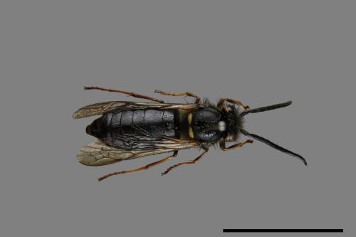 Vespula flaviceps[細黃胡蜂][00073440]