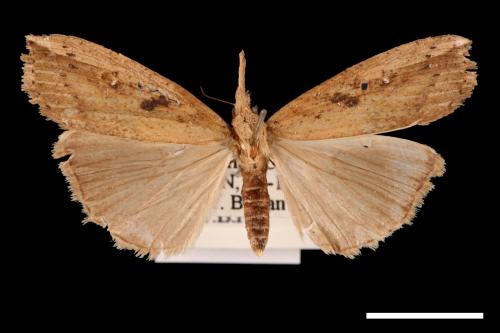 Hypena longipennis[00009719]