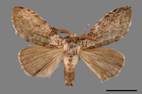 Calliteara kikuchii[斜茸毒蛾][00020778]