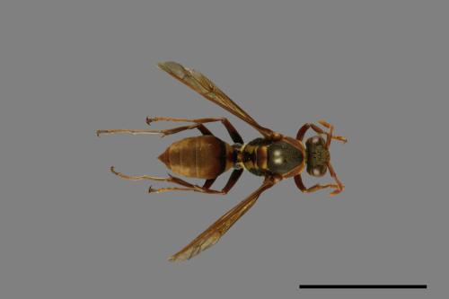 Polistes takasagonus[雙斑長腳蜂][00011682]