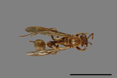 Parapolybia nodosa[叉胸異腹胡蜂][00078768]