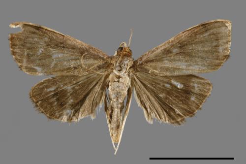 <已分類>Family：Crambidae[草螟科][00067010]