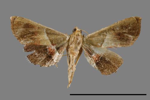<已分類>Family：Pyralidae[螟蛾科][00025134]