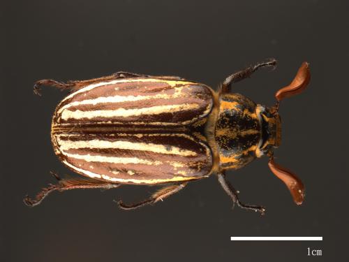 Polyphylla taiwana[台灣白條金龜][00081626]