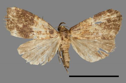 <已分類>Family：Noctuidae[夜蛾科][00011162]