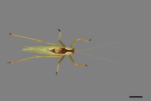 <已分類>Family：Tettigoniidae[螽蟴科][00091137]