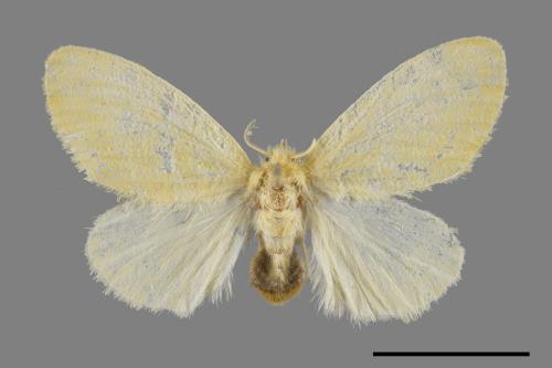 <已分類>Genus：Euproctis[00056745]