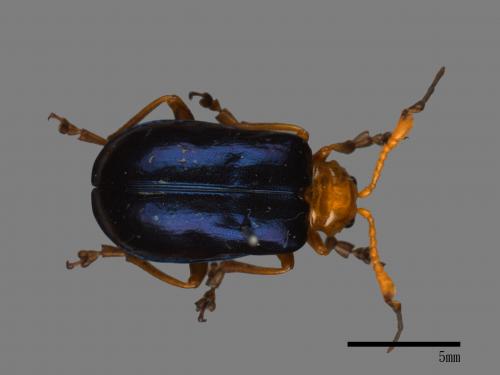 <已分類>Family：Chrysomelidae[金花蟲科][00082948]