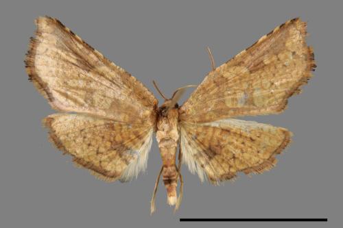 <已分類>Family：Thyrididae[窗蛾科][00042587]
