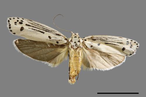 Ethmia lineatonotella[點帶織葉蛾][00061451]