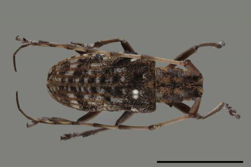 Monochamus alternatus[松斑天牛][00086254]