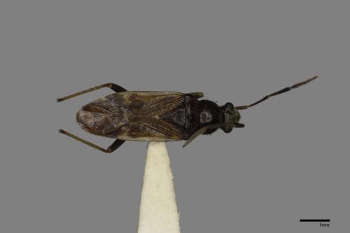 Horridipamera nietneri[紫黑刺脛長蝽][00035816]