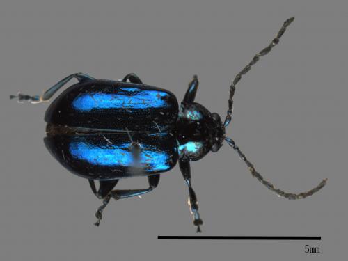 <已分類>Family：Chrysomelidae[金花蟲科][00084117]