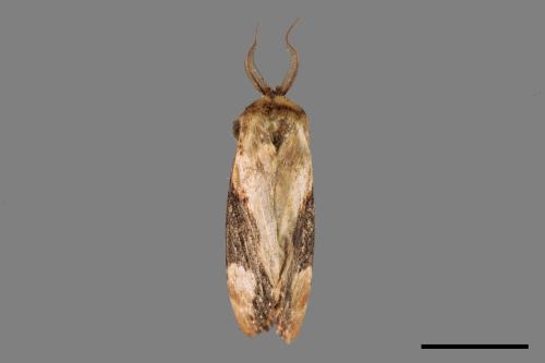 Formofentonia orbifer rotundata[圓紛舟蛾][00036948]