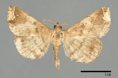 Adrapsa quadrilinealis[00009977]