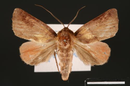 Carea internifusca[間赭瘤蛾][00004644]